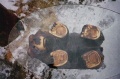 Bear Coffee Table